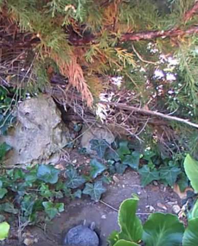 petit lapin