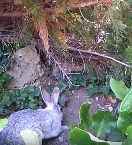 lapin qui creuse