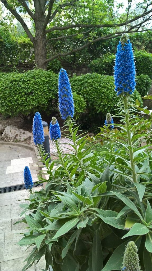echium