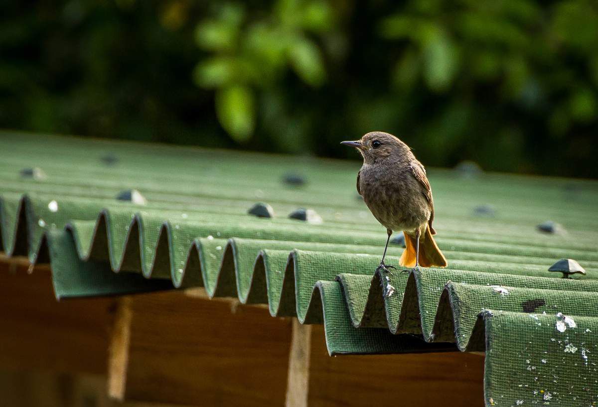 Un petit oiseau à queue rousse - Les carnets de Calixte