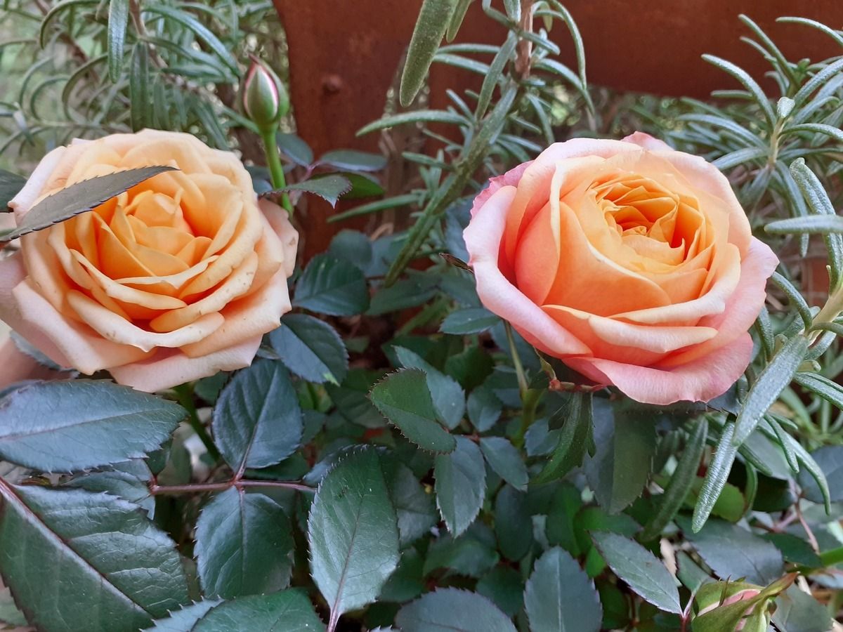 mini rosier