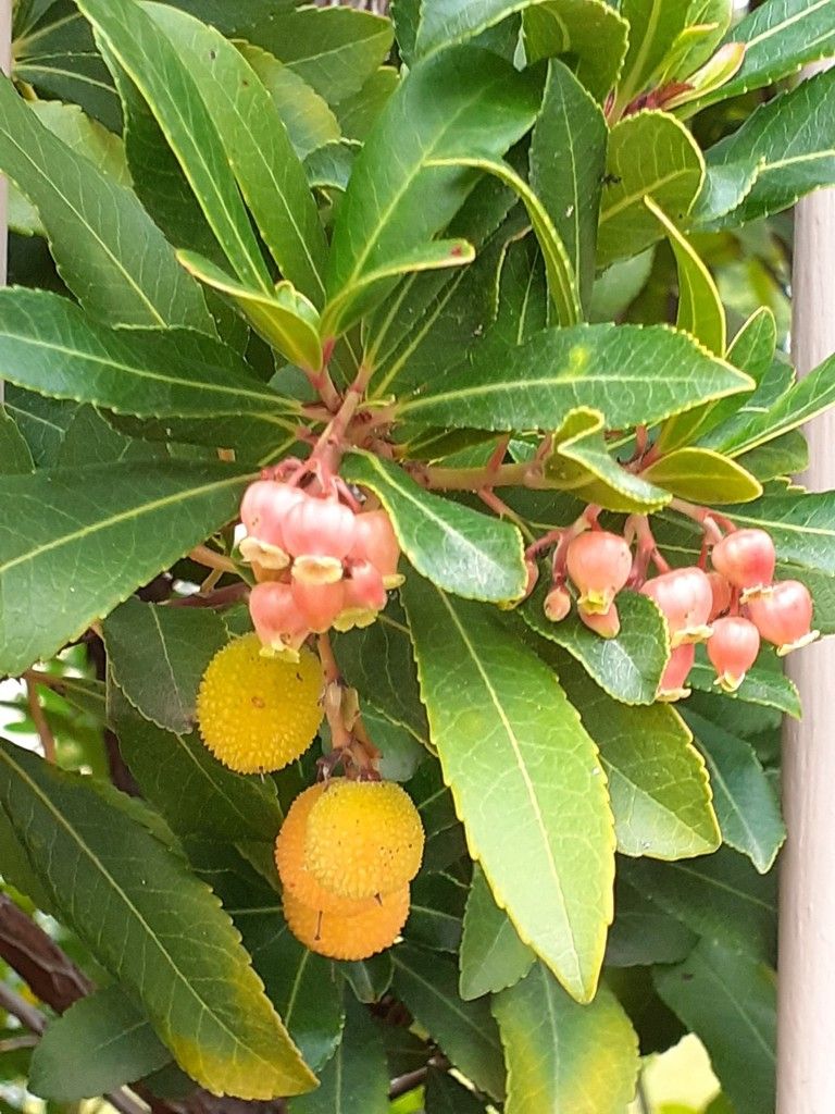 fleurs d'arbousier