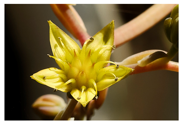 macro succulente