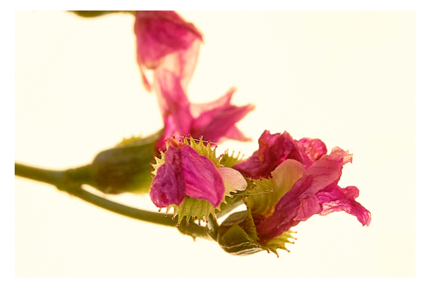 macro fleur