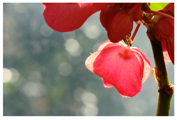 macro jardin
