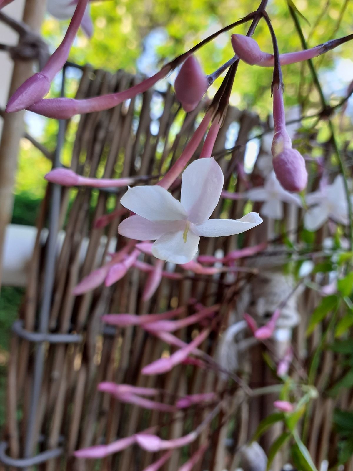 jasmin en fleurs