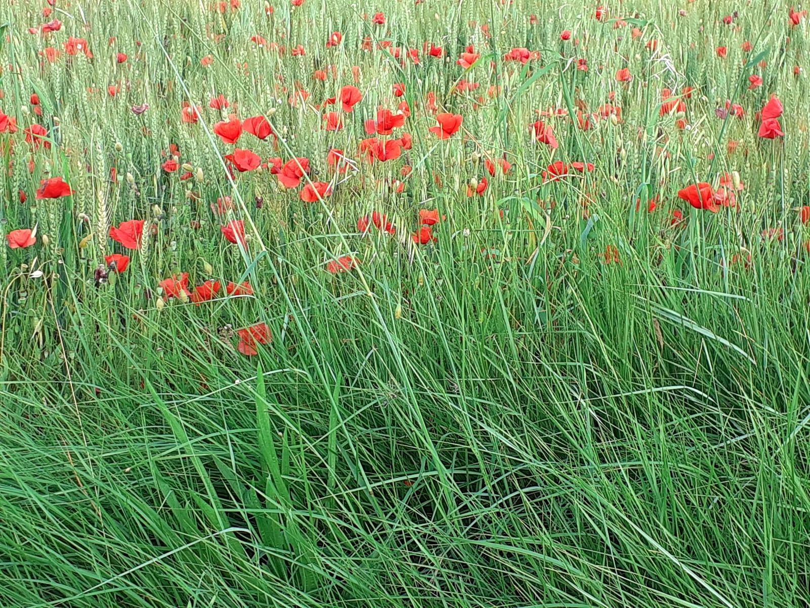 coquelicot