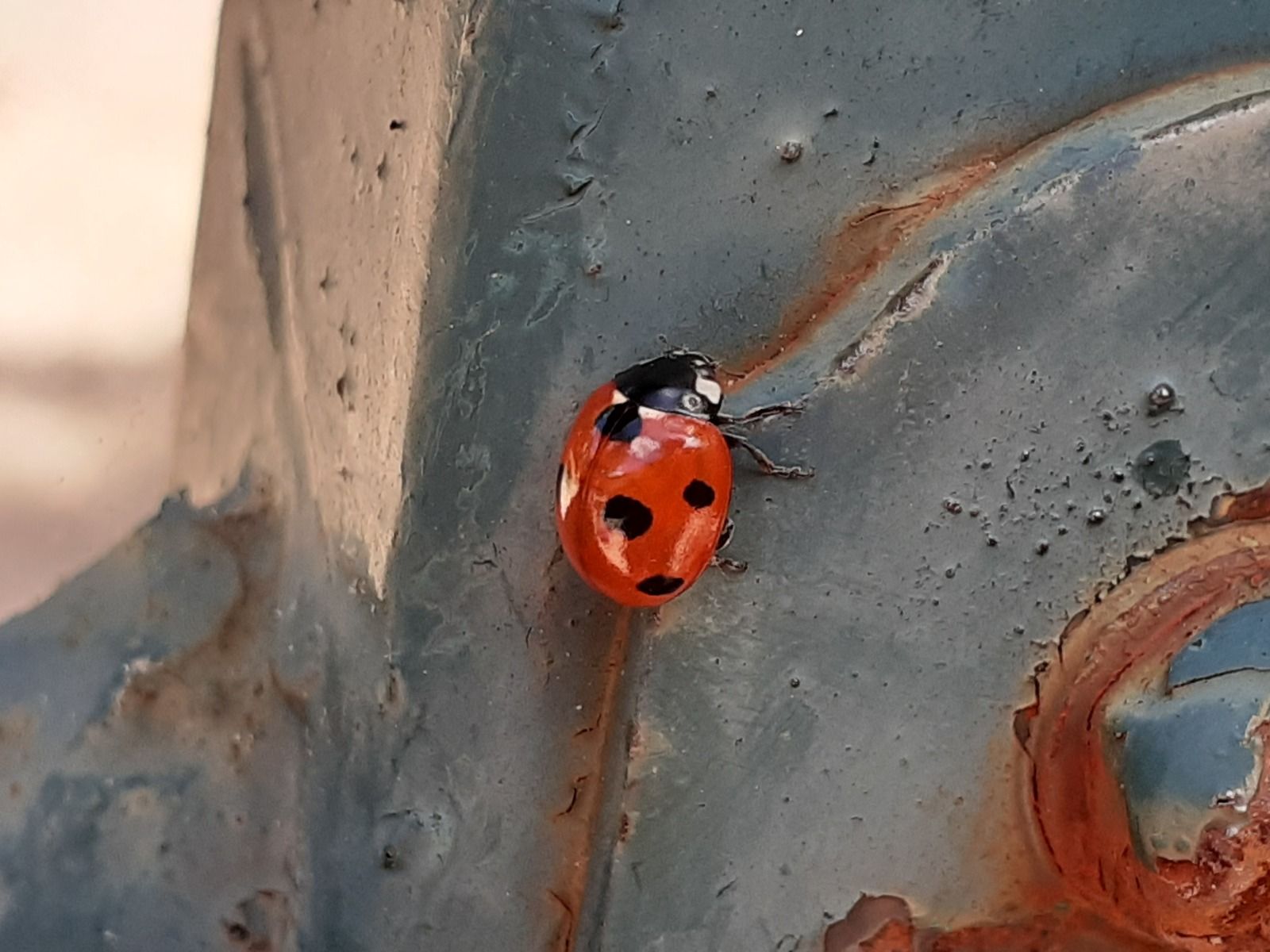 coccinelle