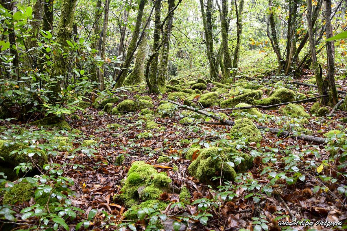 Aubazine, sentiers de Pauliac, une forêt majestueuse en Corrèze
