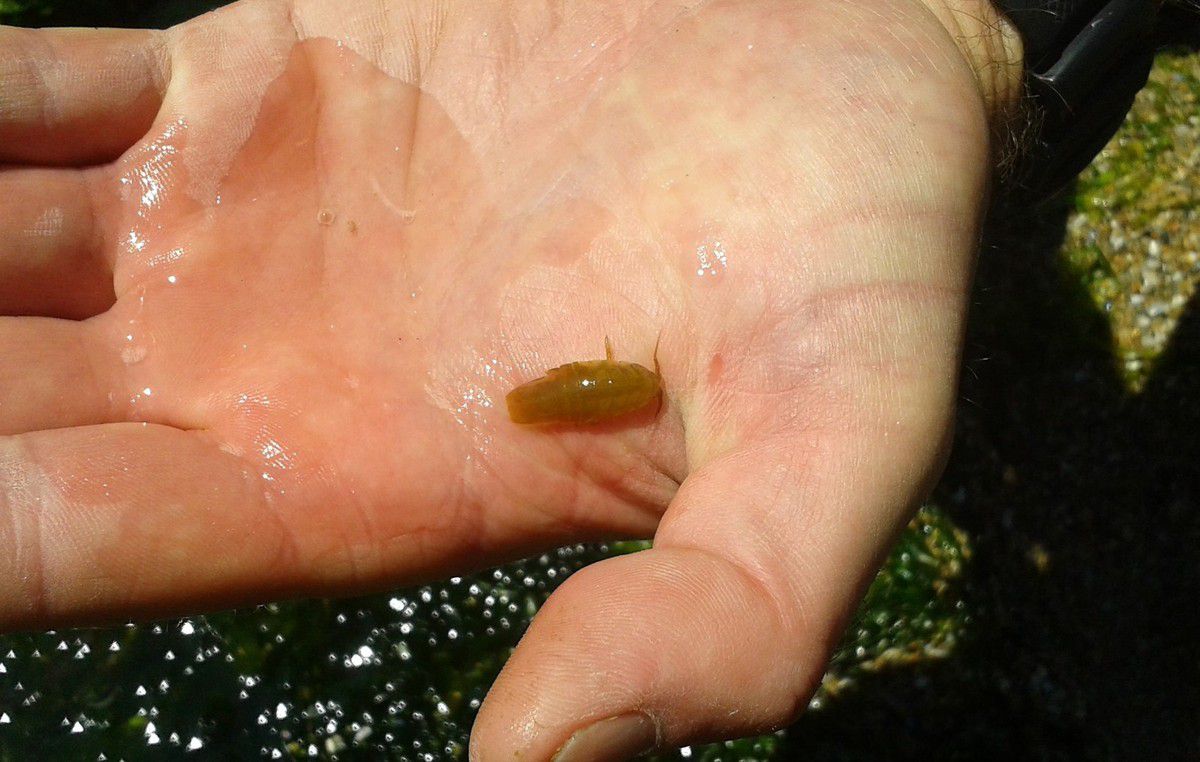  l'Idotée (Idotea baltica), crustacé détritivore vivant parmi les algues