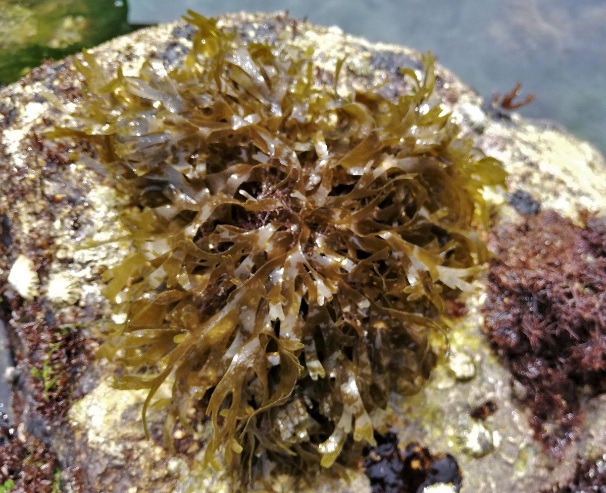 Au même niveau, une Dictyote (Dictyota dichotoma), algue brune reconnaissable à son thalle sans nervure ...