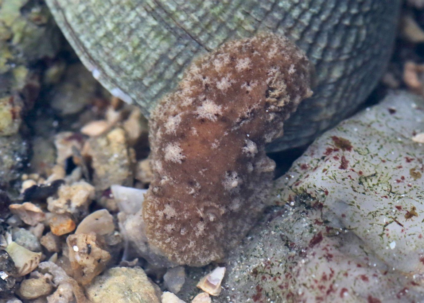 Parmi les Gastéropodes sans coquille (Limaces), voici encore une belle découverte : Geitodoris planata (anciennement Discodoris planata) taille : 13mm