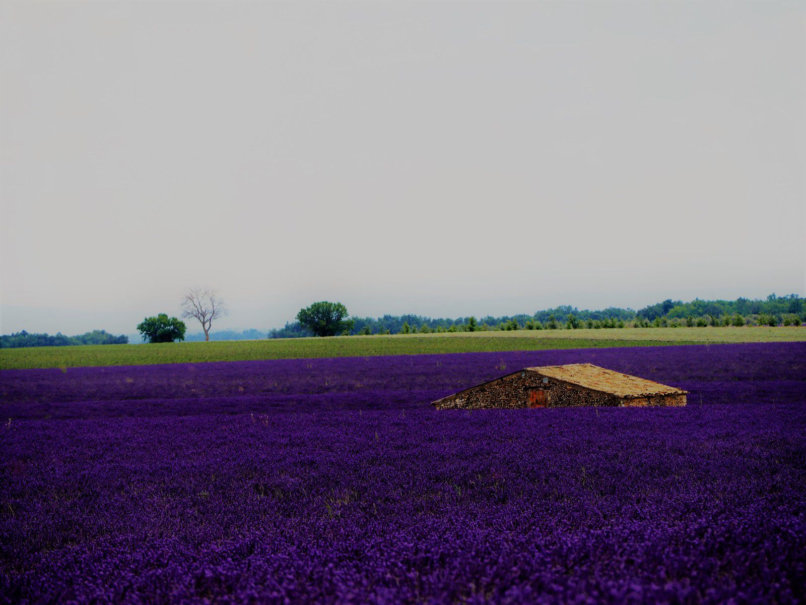 plateau de Valensole