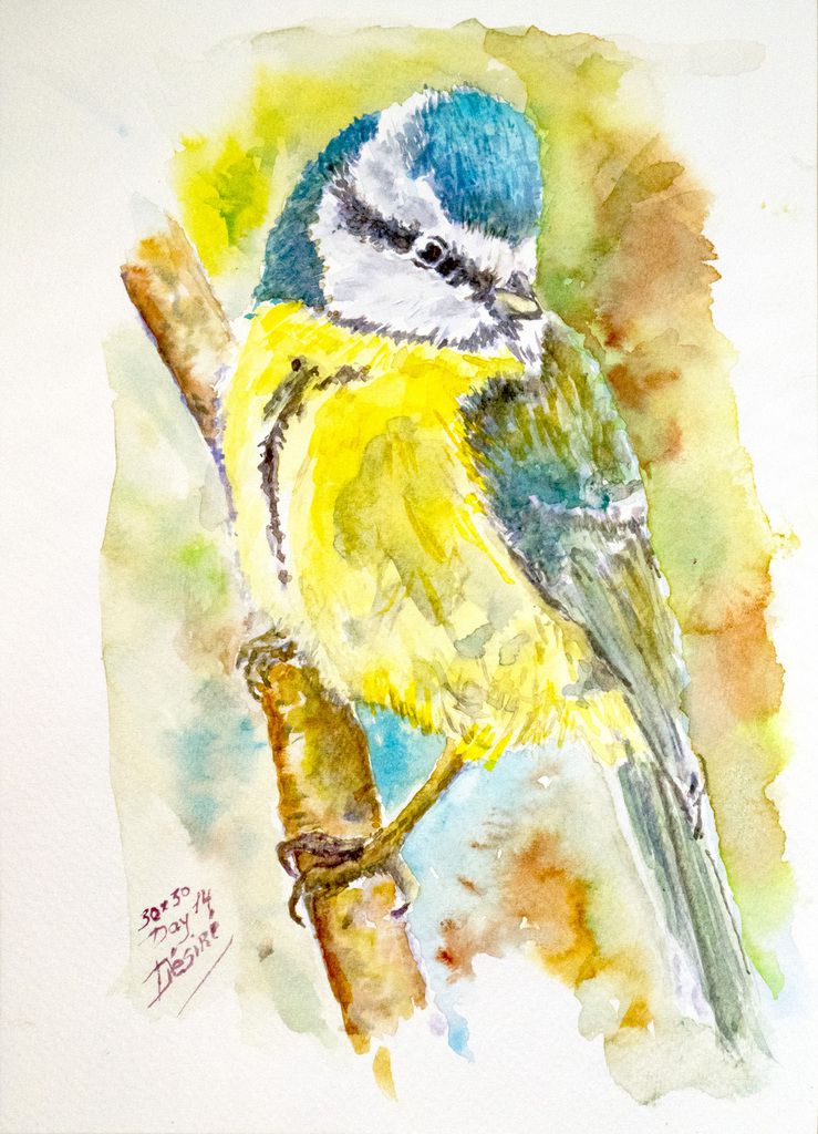 Challenge N°14 watercolor painting by Désiré Herman : "Blue Tit"