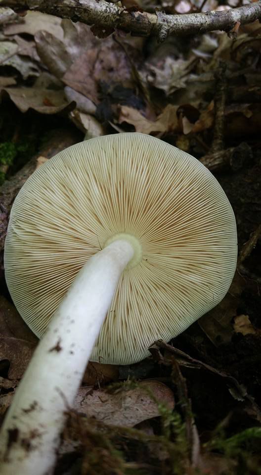 Lames libres comme chez les agarics, lépiotes, plutées et amanites