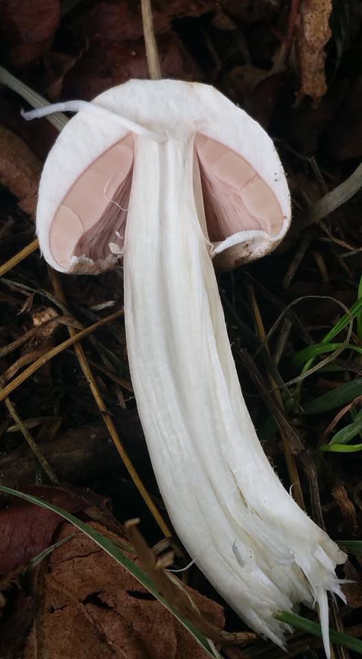 Lames libres comme chez les agarics, lépiotes, plutées et amanites