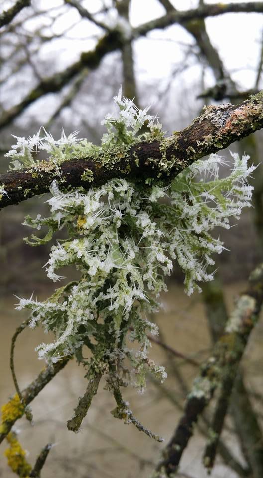 Lichens pris dans le givre (Evernia prunastri et Xanthoria parietina)