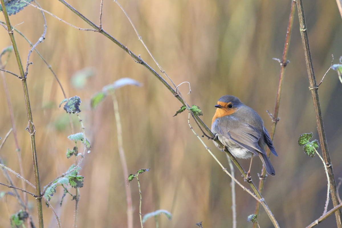 Voir Rouge Histoires Naturelles
