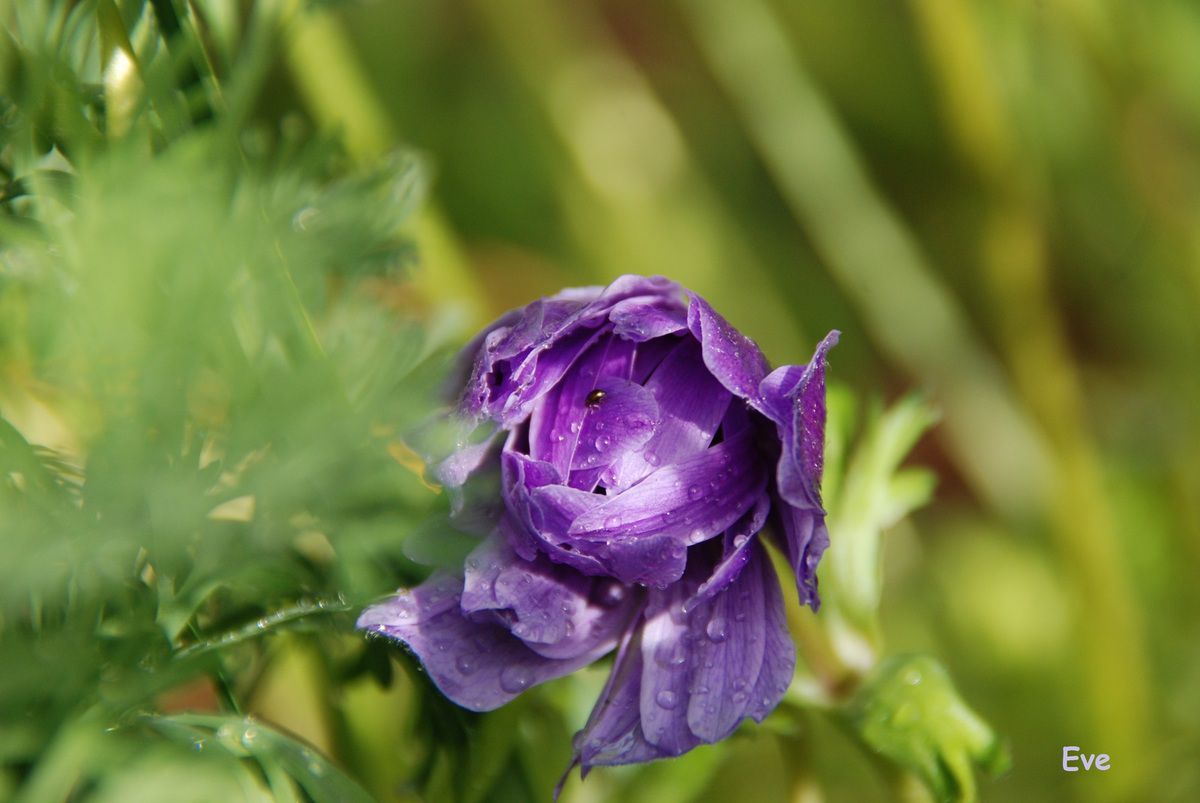Anémone, la fille du vent