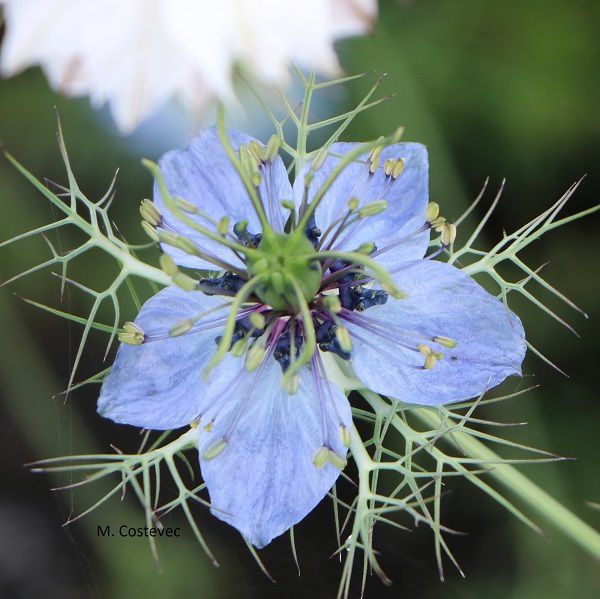 nigelle de Damas photo M. Costevec