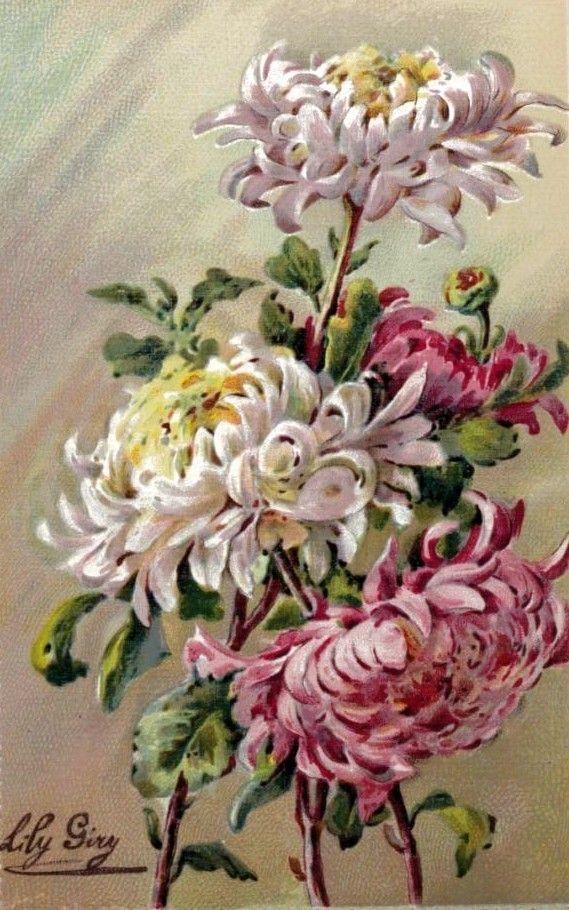 BNF gallica : étude de chrysanthèmes par Lily Giry, extrait de "les fleurs de nos jardins" album à colorier (1920)