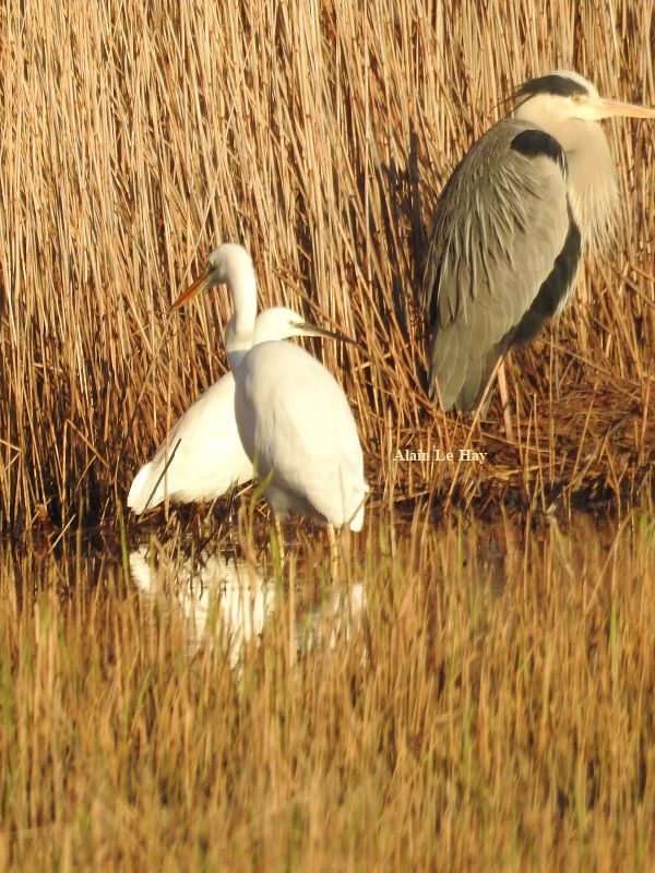 Grande aigrette, aigrette garzette et héron cendré au marais de Pen Mané (22 janvier 2020)