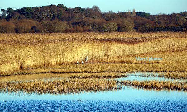 Grand soleil sur le marais de Pen mané (22 janvier 2020)