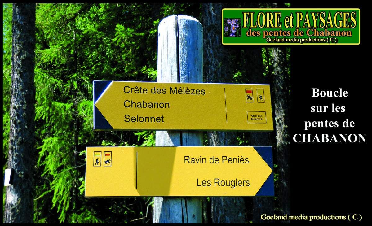 SELONNET - CHABANON par les crêtes en boucle - Alpes de Haute Provence