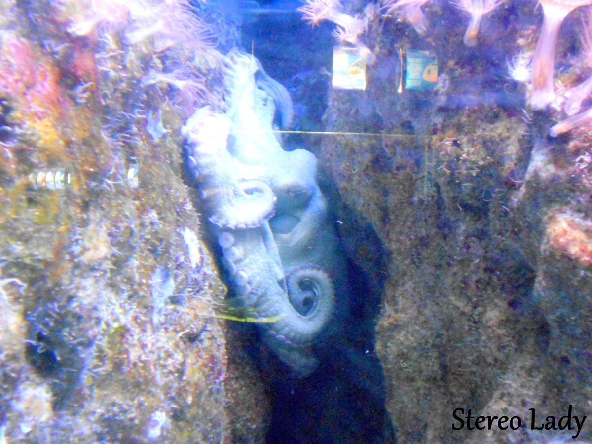 Stereo Lady Guadeloupe Aquarium Poulpe