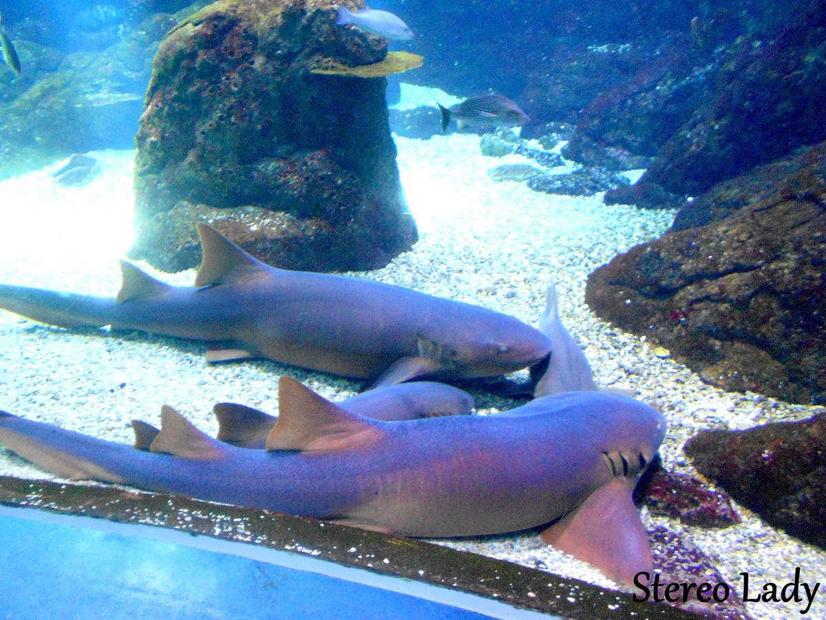 Stereo Lady Aquarium Guadeloupe Requins Dormeurs