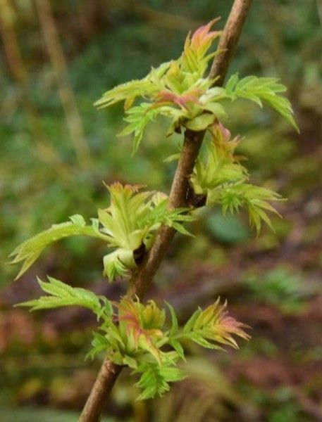 Jeunes feuilles de sorbaria sorbifolia aux quatre moineaux en février