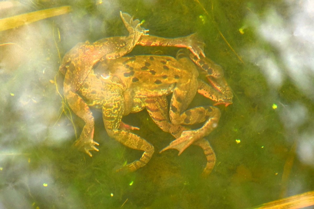 Grenouilles en train de s'accoupler dans la mare premier mars au jardin des quatre moineaux