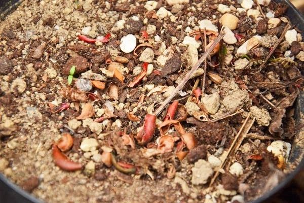 Peau de feves mangées par les mulots