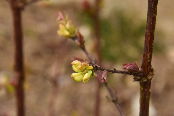 Fleurs de chèvrefeuille ou haskaps en mars 2016 Quatre moineaux Bouillon