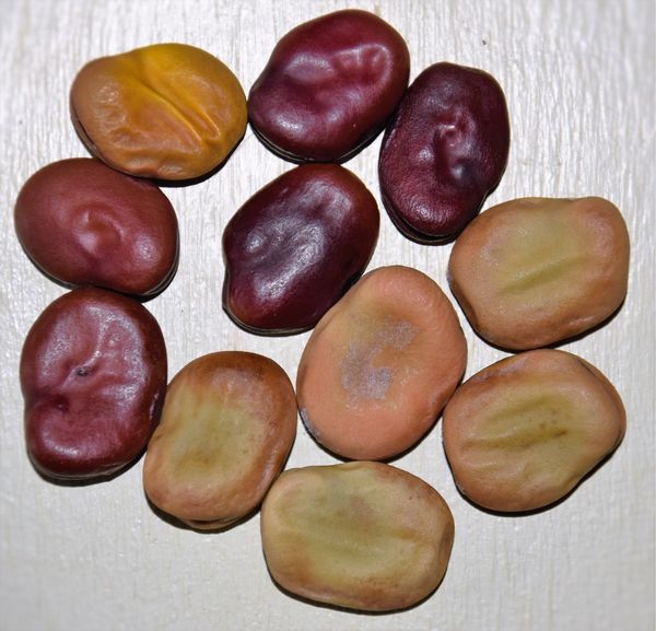 feves : 5 red épicure, une jaune et cinq "à graines violettes"