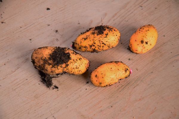 Ulluco ou ulluque ou papa lisa, variété yellow de incrediblevegetable