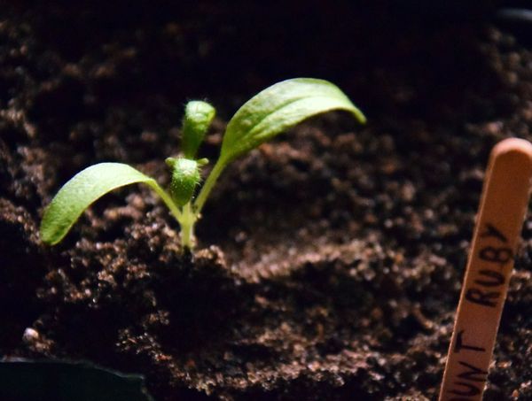PLant de tomate filée enterré jusqu'aux cotylédons