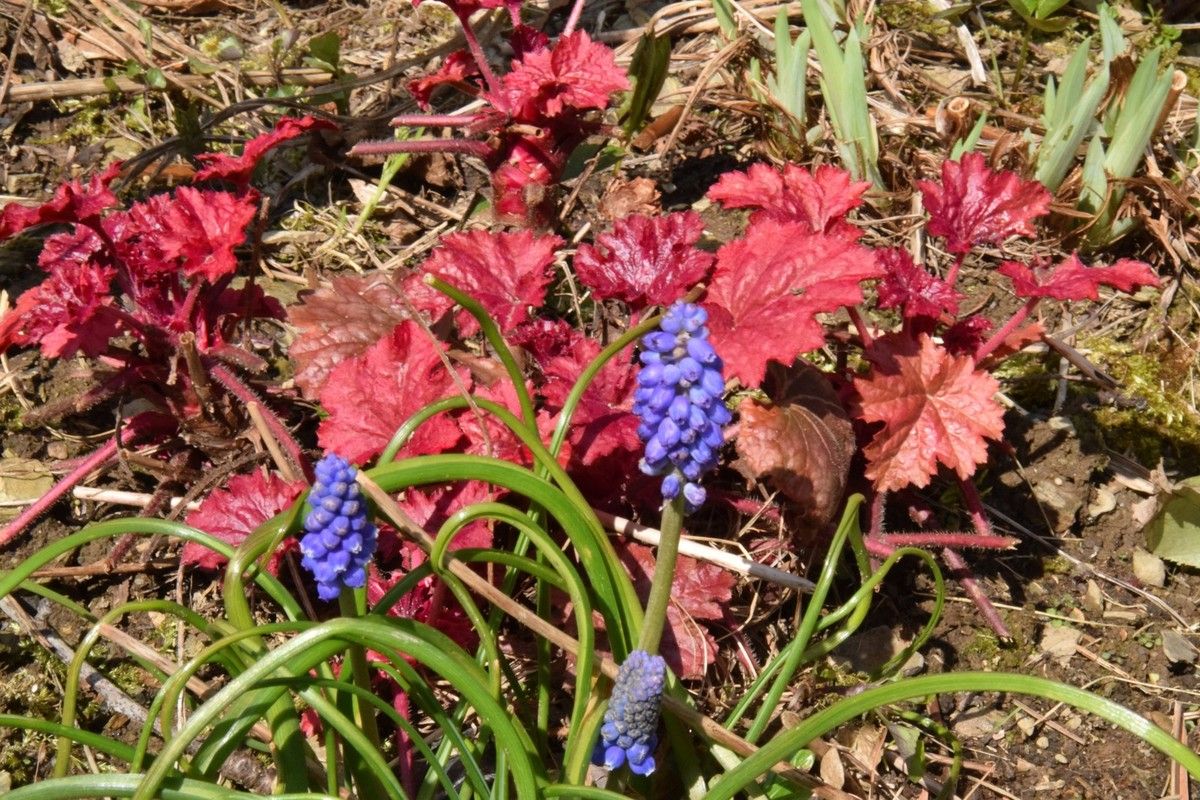 Heuchère red berry