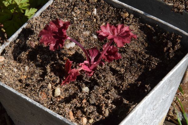 Bouture d'heuchère red berry plantée en pot