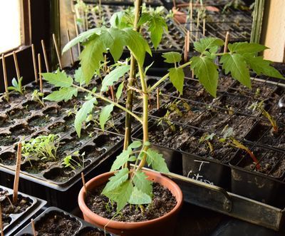 Tomate alien 23 avril 2016