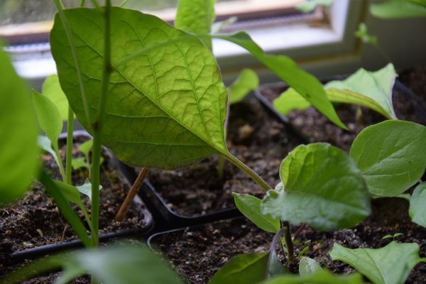 Aubergine slim jim plants à repiquer