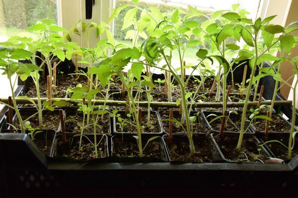 PLants de tomates à l'intérieur le 23 avril
