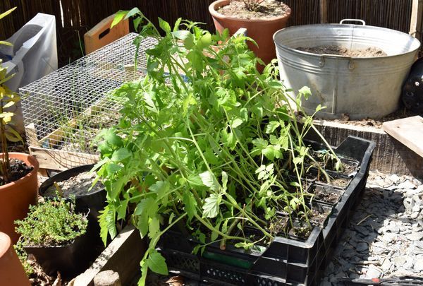 Tomates juste sorties dans la serre