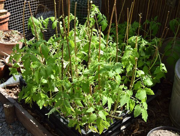 Tomates juste tuteurées