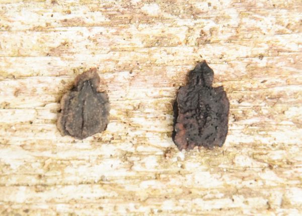 graines de cyclanthère achocha