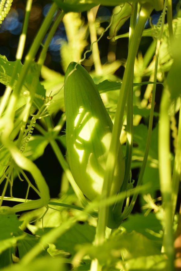 Fruit de cyclanthère achocha