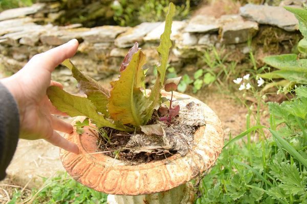 La laitue red deer tongue dans un pot 