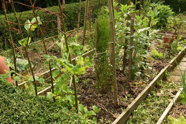 cresson de jardin en graines