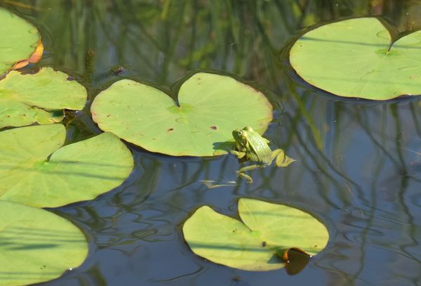 grenouille verte