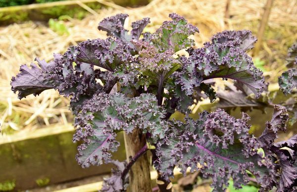 Chou frisé violet en février